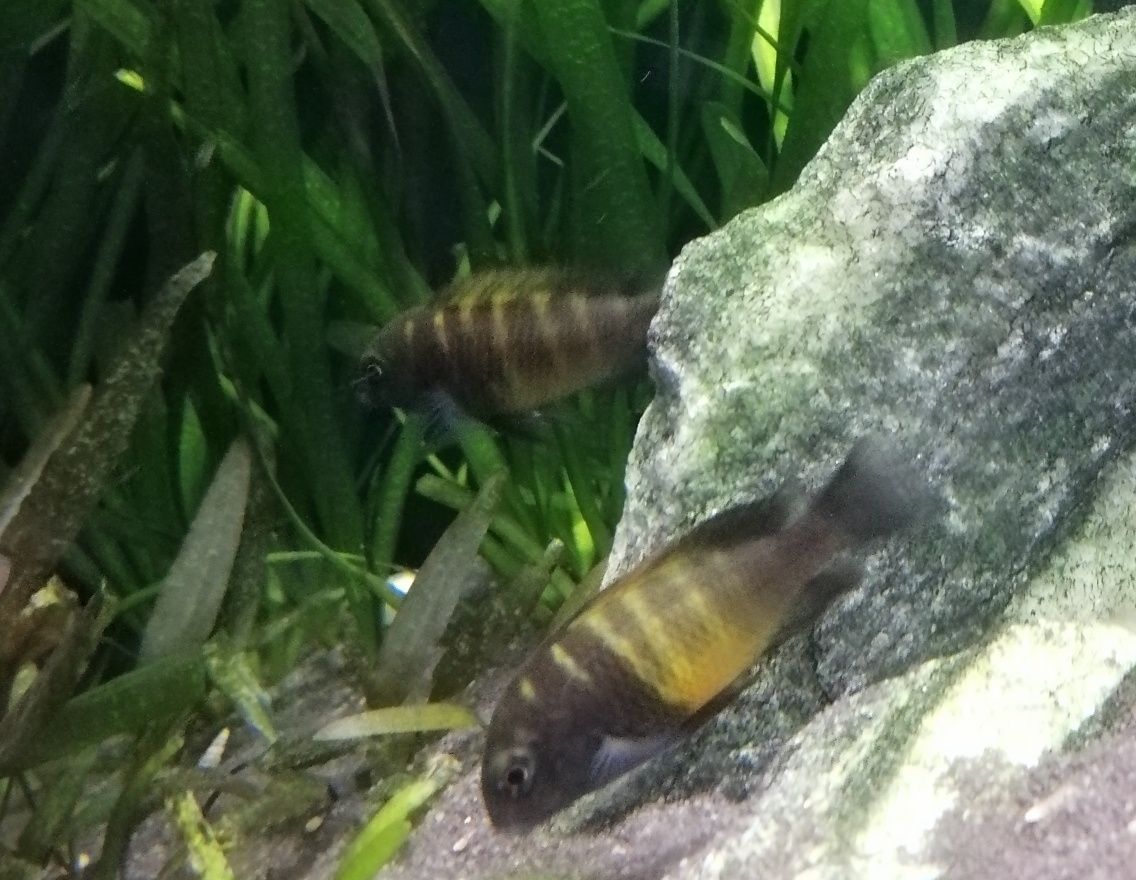 Tropheus Bemba Black Tanganika