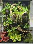 Gekon orzesiony terrarium tropikalne 40x40x60