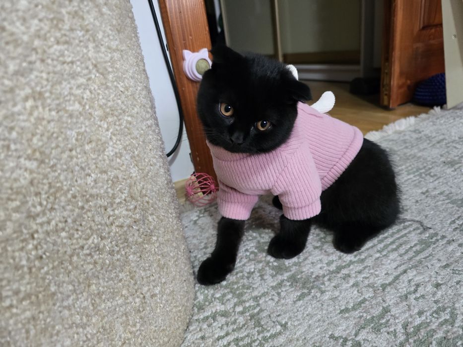 Кошеня шотландець висловушка короткошерстий хлопчик скотіш фолд