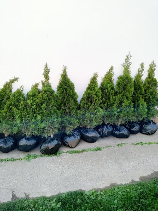 Продам туї ,пишні красуні,смарагд та голд смарагд