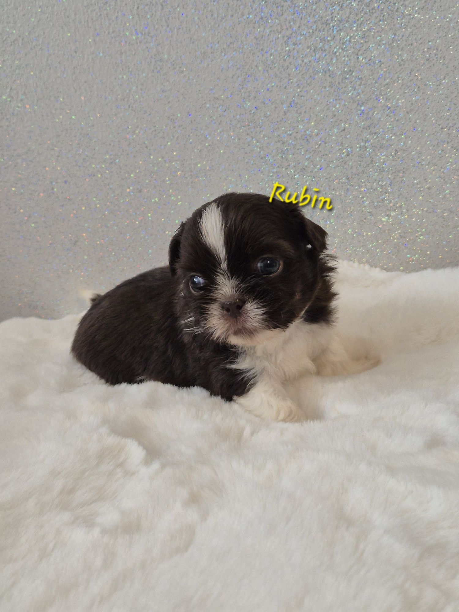 Shih tzu Rubin cudowny