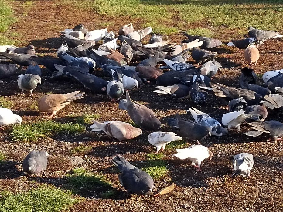 Gołębie nikołajewskie i orliki