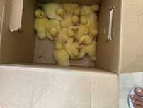 13 Patos Mudos caseiros