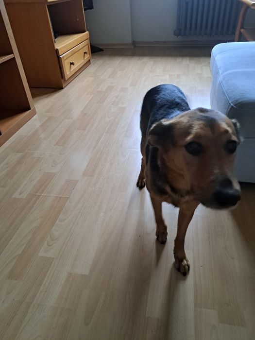 Oddam suczke w dobre ręce.