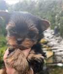 Yorkshire Terrier /york /pies/