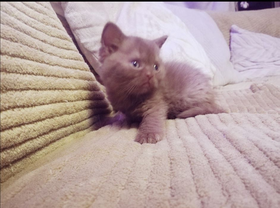 Kotek Brytyjski cynamonowa kotkay .. Puchate Cudo .. kociak