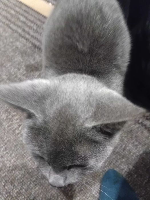 Віддам безкоштовно британську короткошерсту кицю