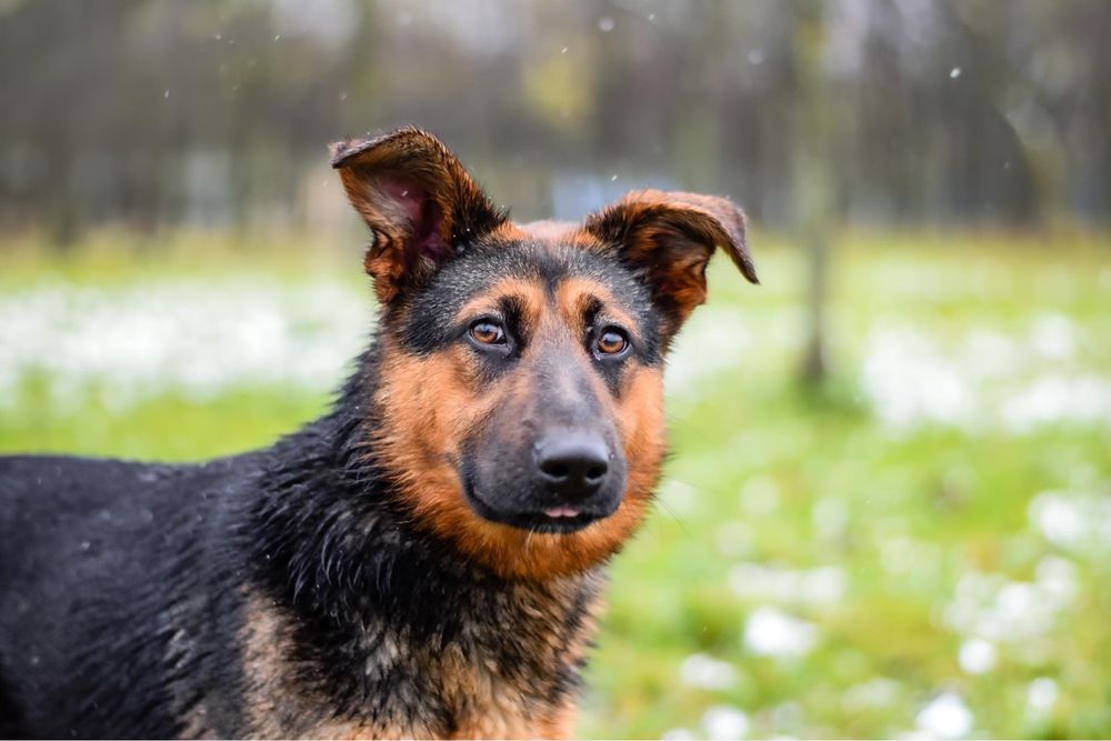 Piękna młoda suczka w typie owczarka niemieckiego do adopcji