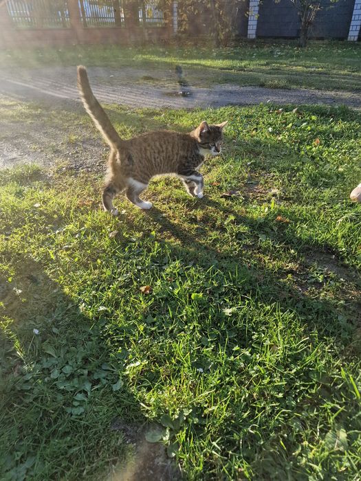 Znaleziono malego Kotka