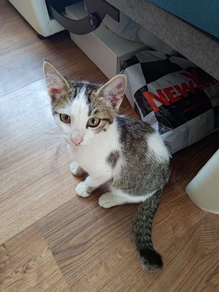 Котики ищут хозяина