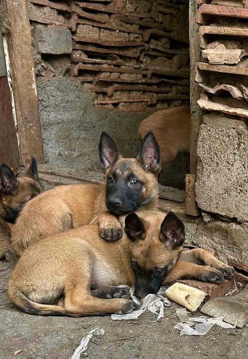 Бельгійська вівчарка малінуа.