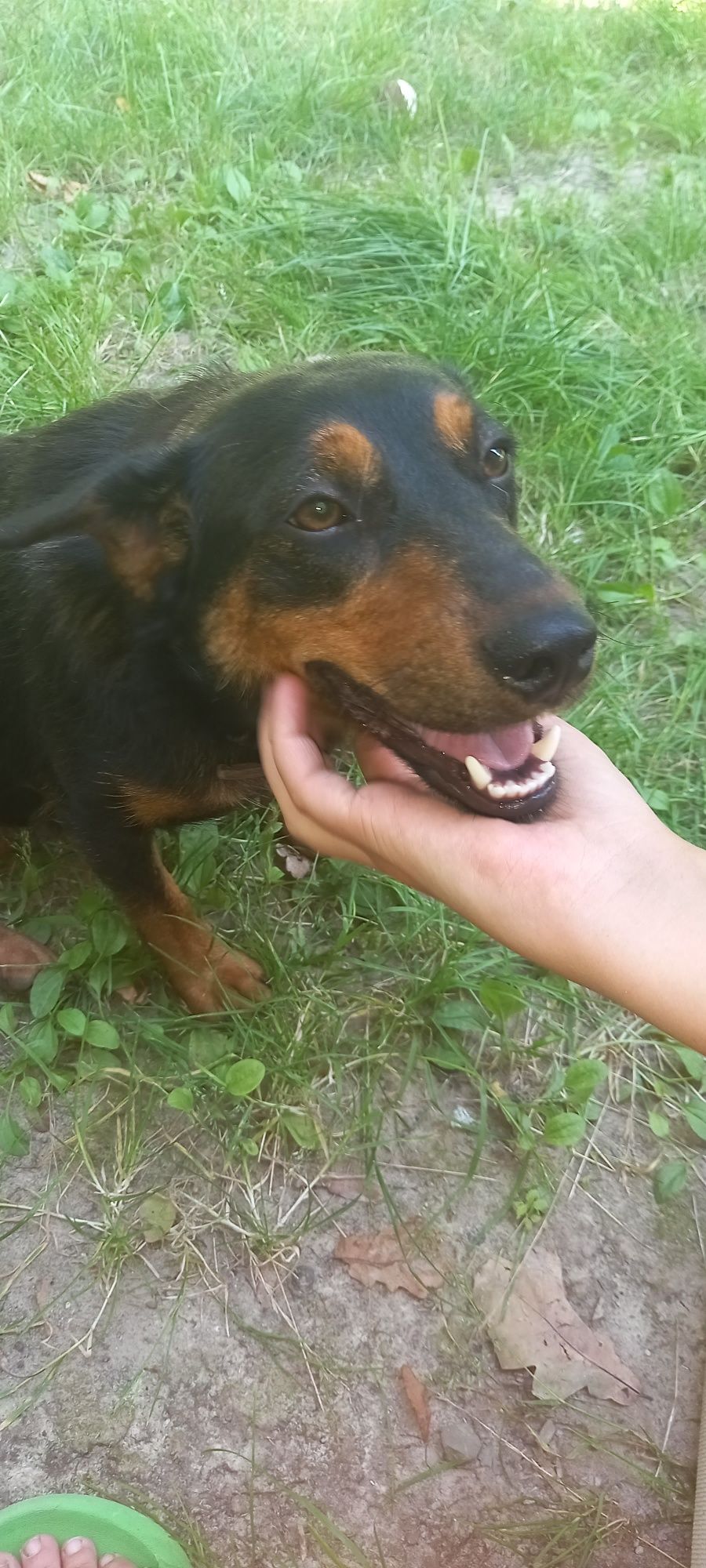 Oddam młoda Roczna Suczkę
