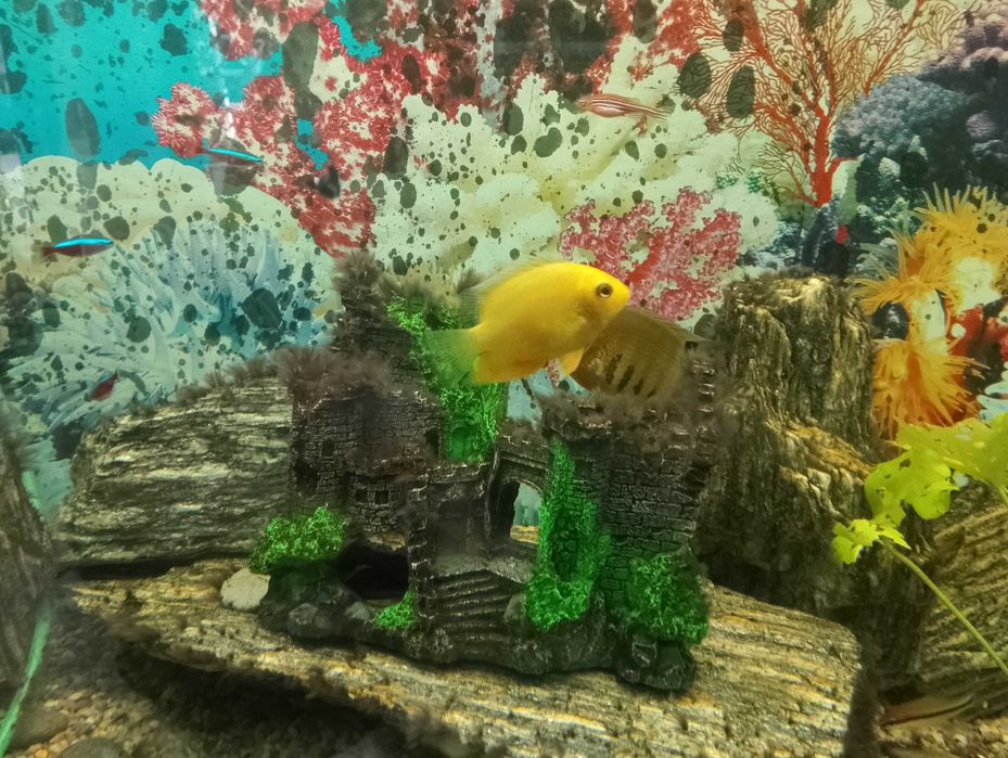 Puszczali do akwarium sprzedam lub zamienię na inne rybki