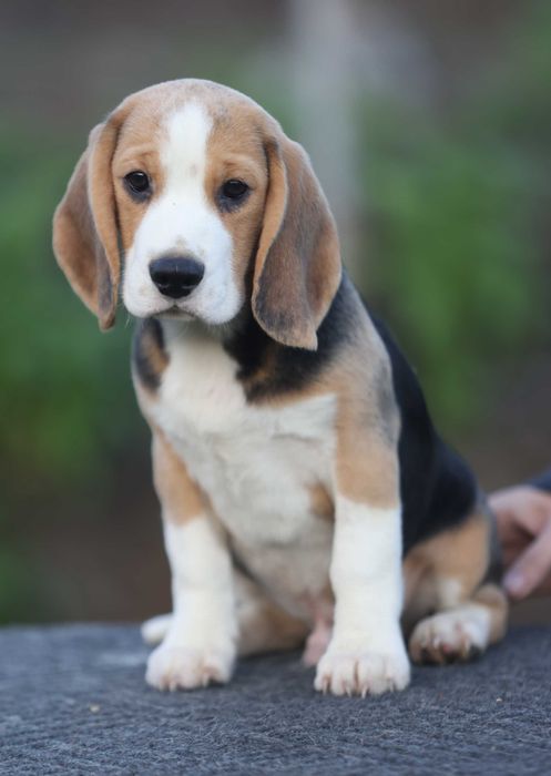 Краще цуценя бігля