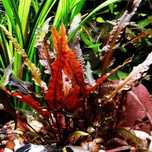 Planta aquário cryptocoryne wendtii