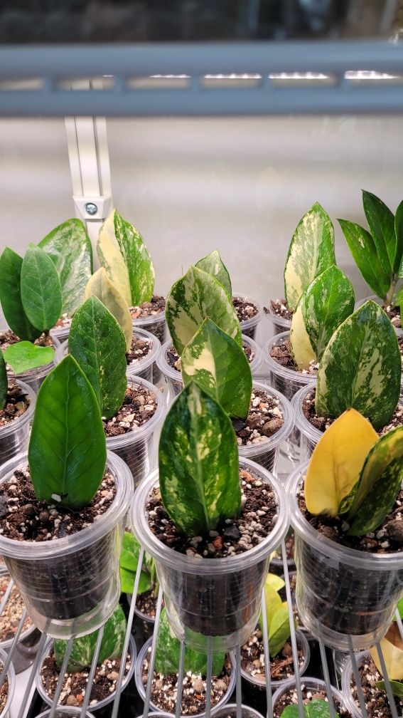 Zamioculcas aurea