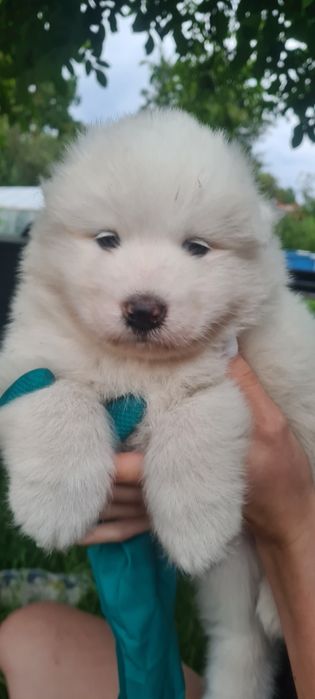 Samoyed  samojed
