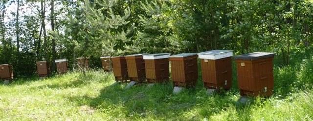 Miód wielokwiatowy z domieszką rzepaku – naturalny, z własnej pasieki