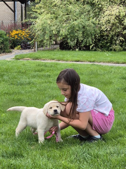 Labrador Retriever piesek