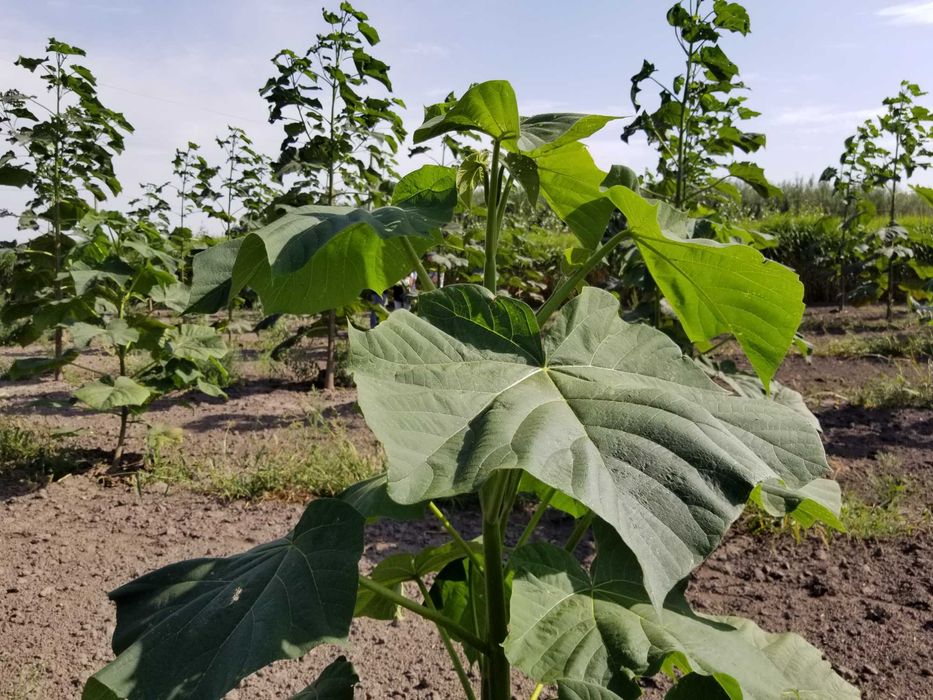 Павловнія повстяна (войлочна) медонос декоративна насіння семена