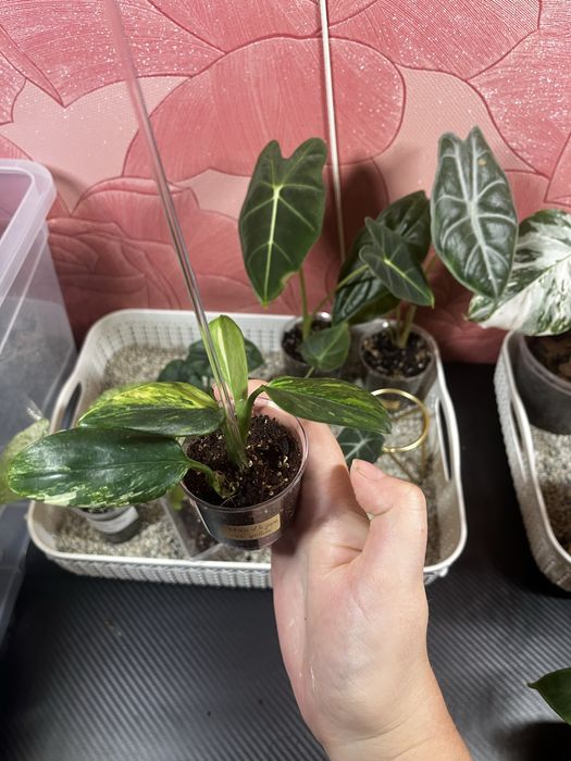 монстера standleyana yellow variegated