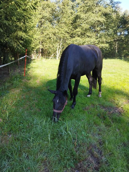 Sprzedam klacz śląską