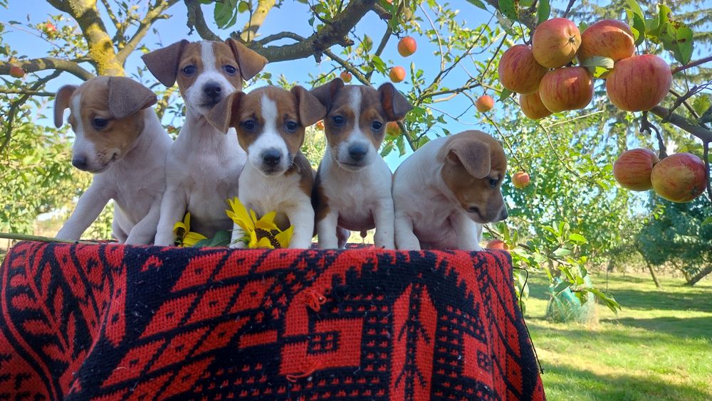 Śliczne -szczenię Jack Russell Terrier