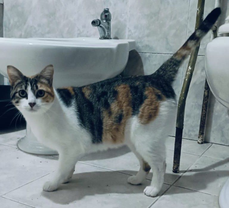 Becky- gatinha tricolor muito meiga para adoção