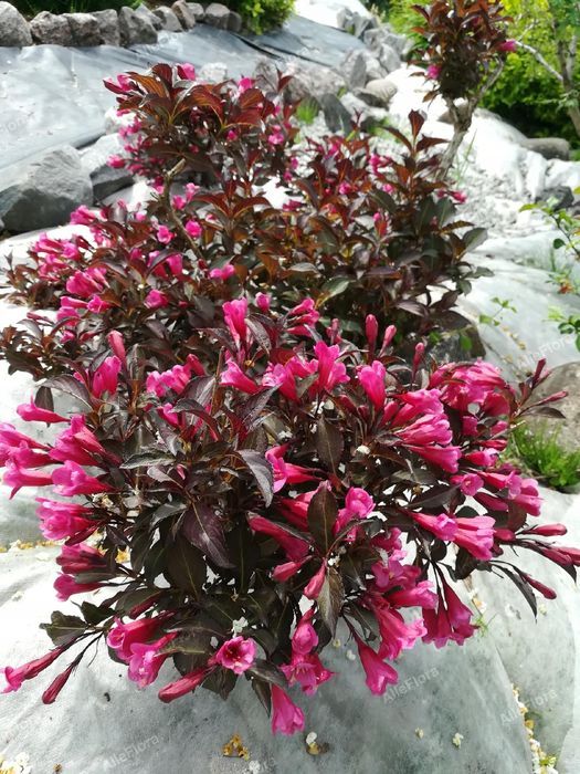 Krzewuszka cudowna 'Alexandra' (Weigela florida) Doniczka 2.0L