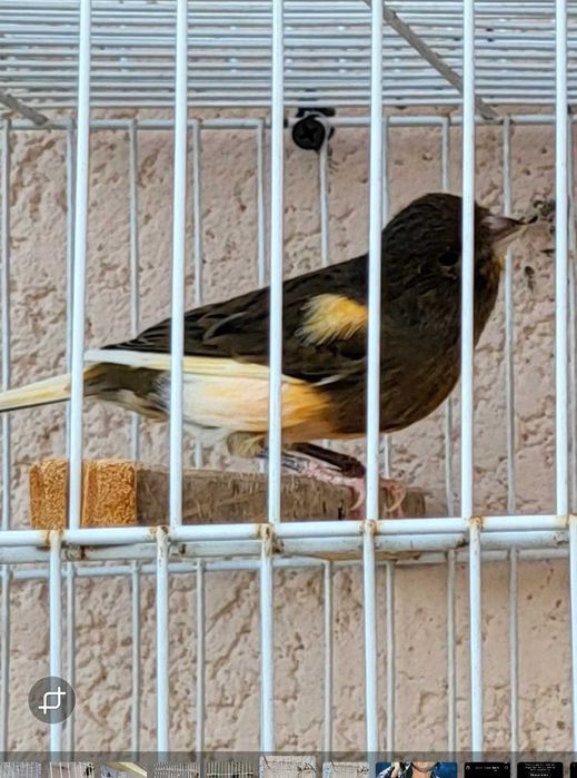 Canarios machos de 2024