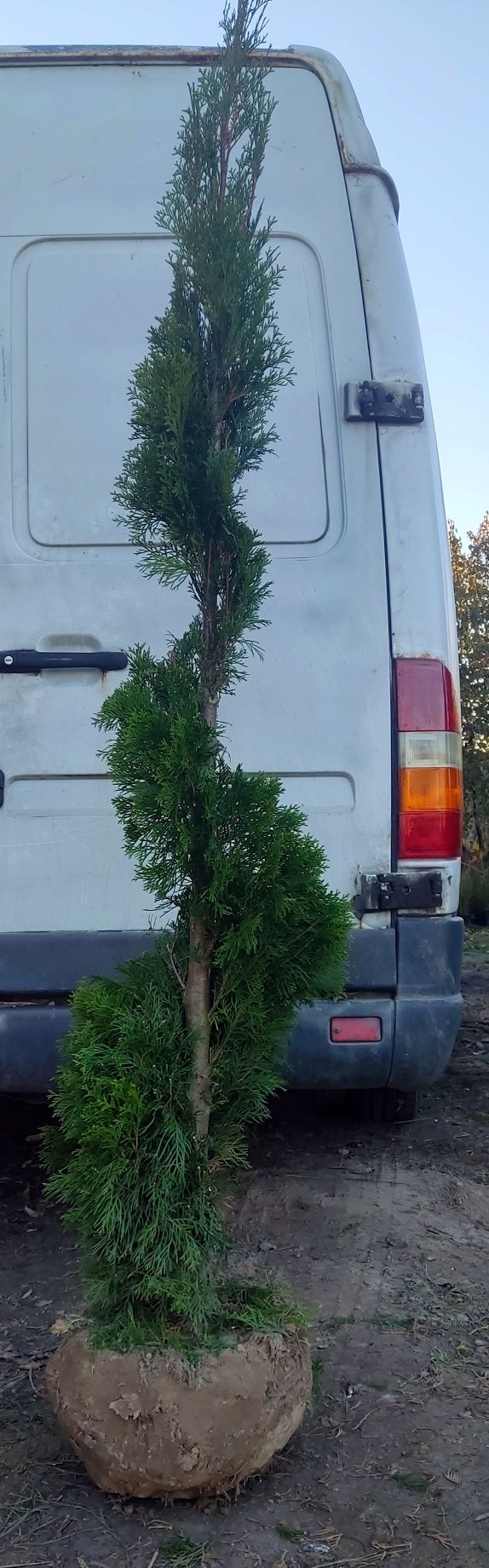 Thuja tuja szmaragd smaragd spirala