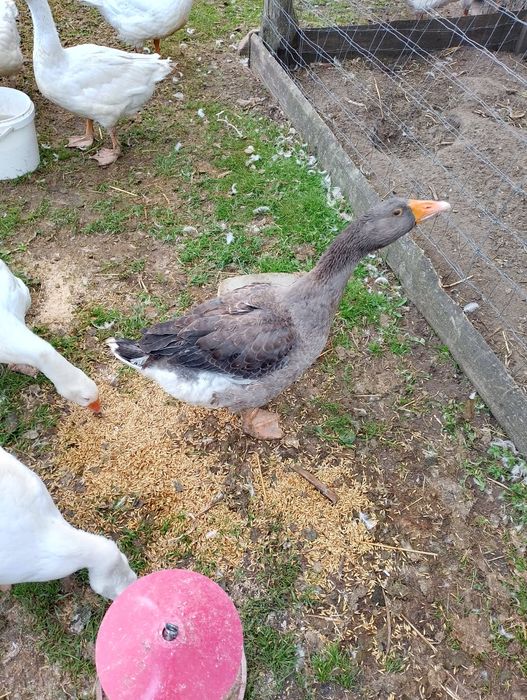 Sprzedam Gęsi tegoroczne