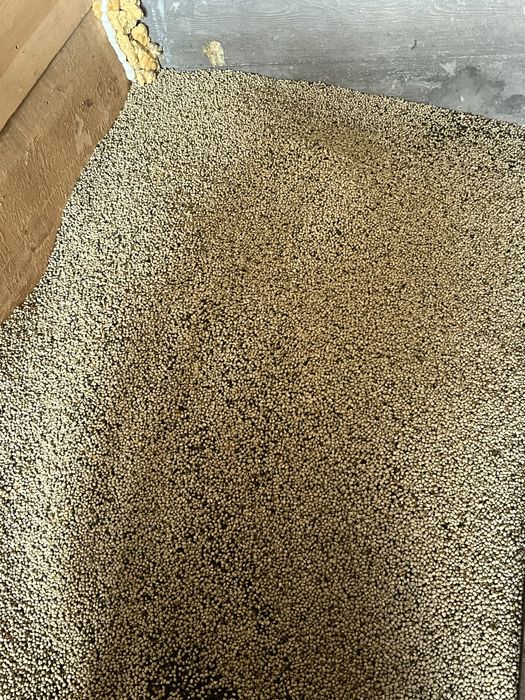 Łubin biały słodki