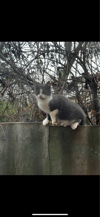 Котята бесплатно