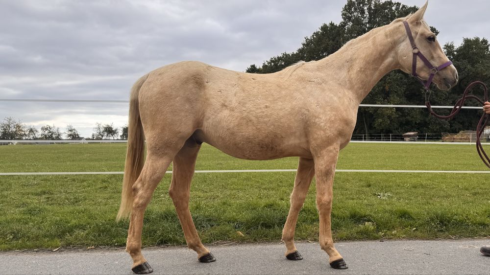 Quarab palomino wałach