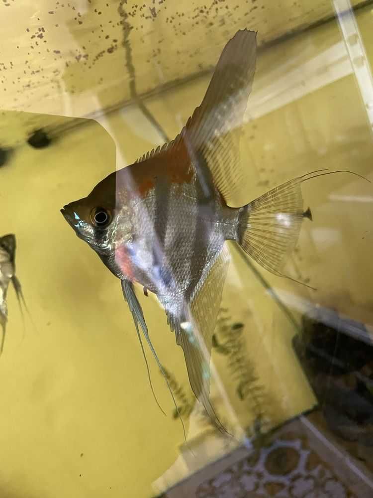 Peixes troncos plantas