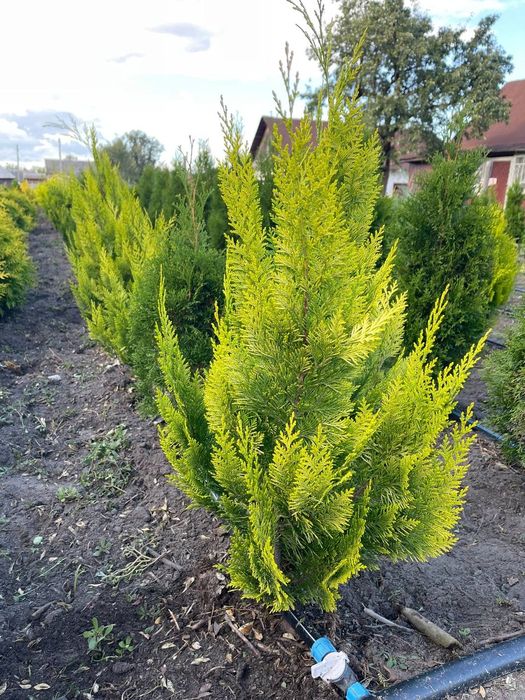 Кипарисовик лавсона Івоне