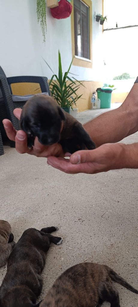 Cachorros de grande porte para adoção consciente