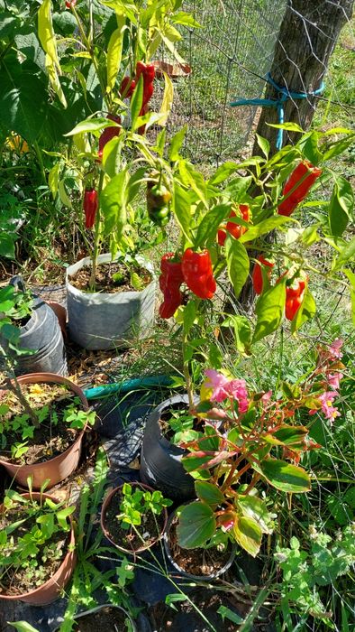 Planta malagueta piripiri, gardênia