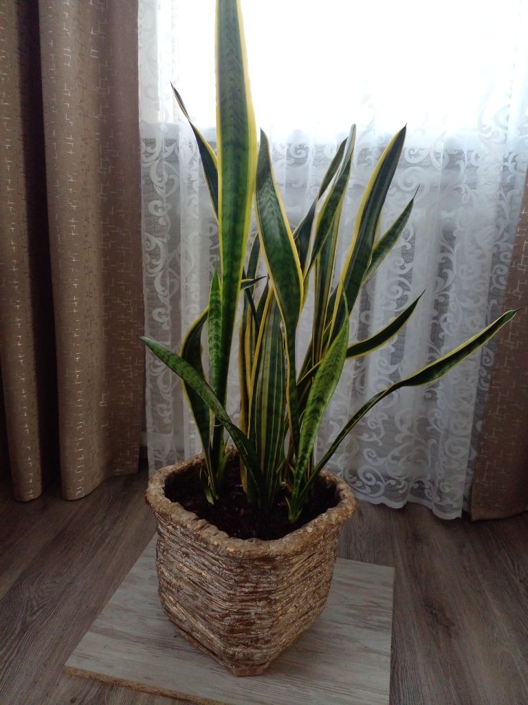 Продам гарний вазон.