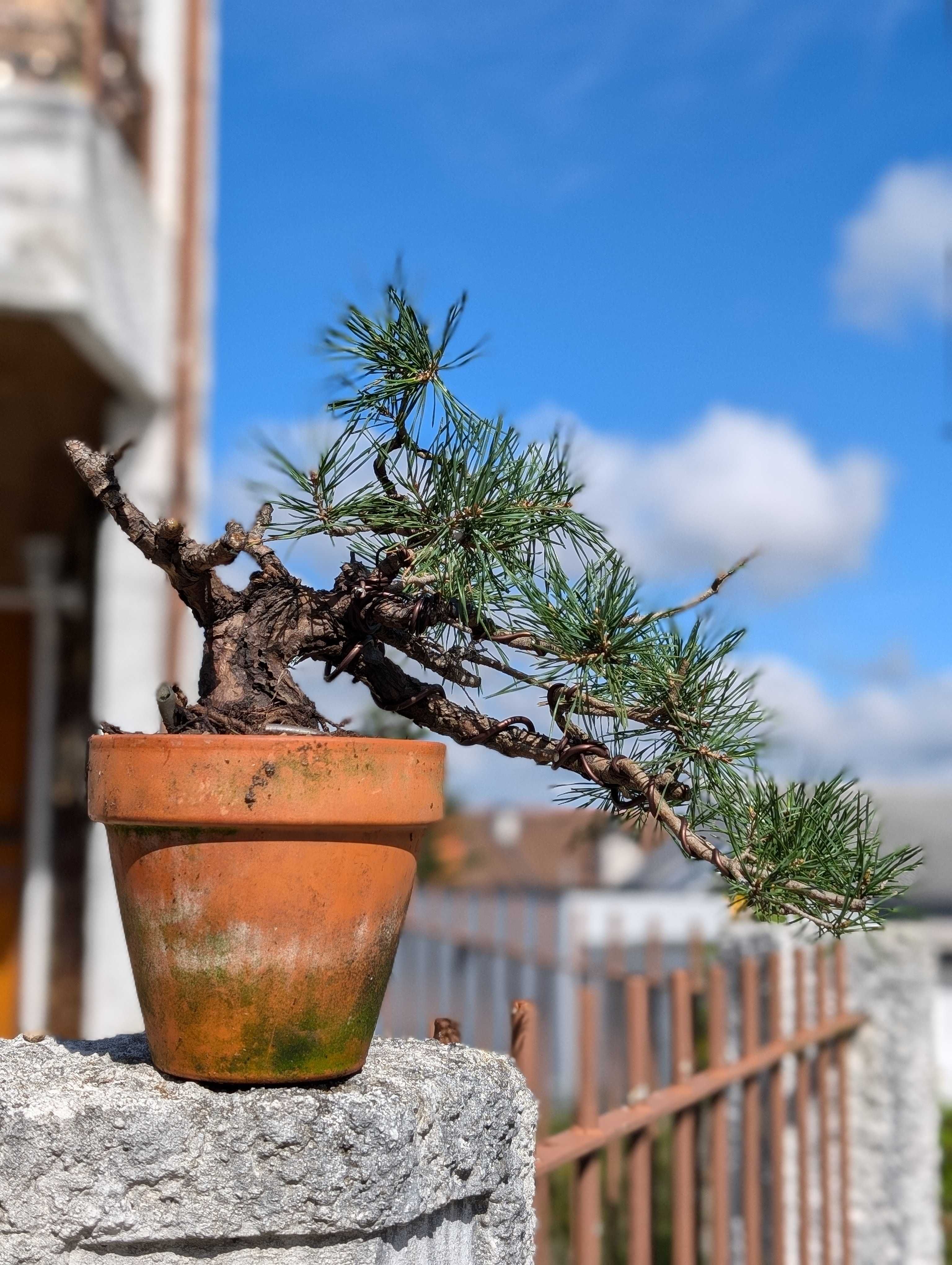 Pré Bonsai Pinheiro Silvestre