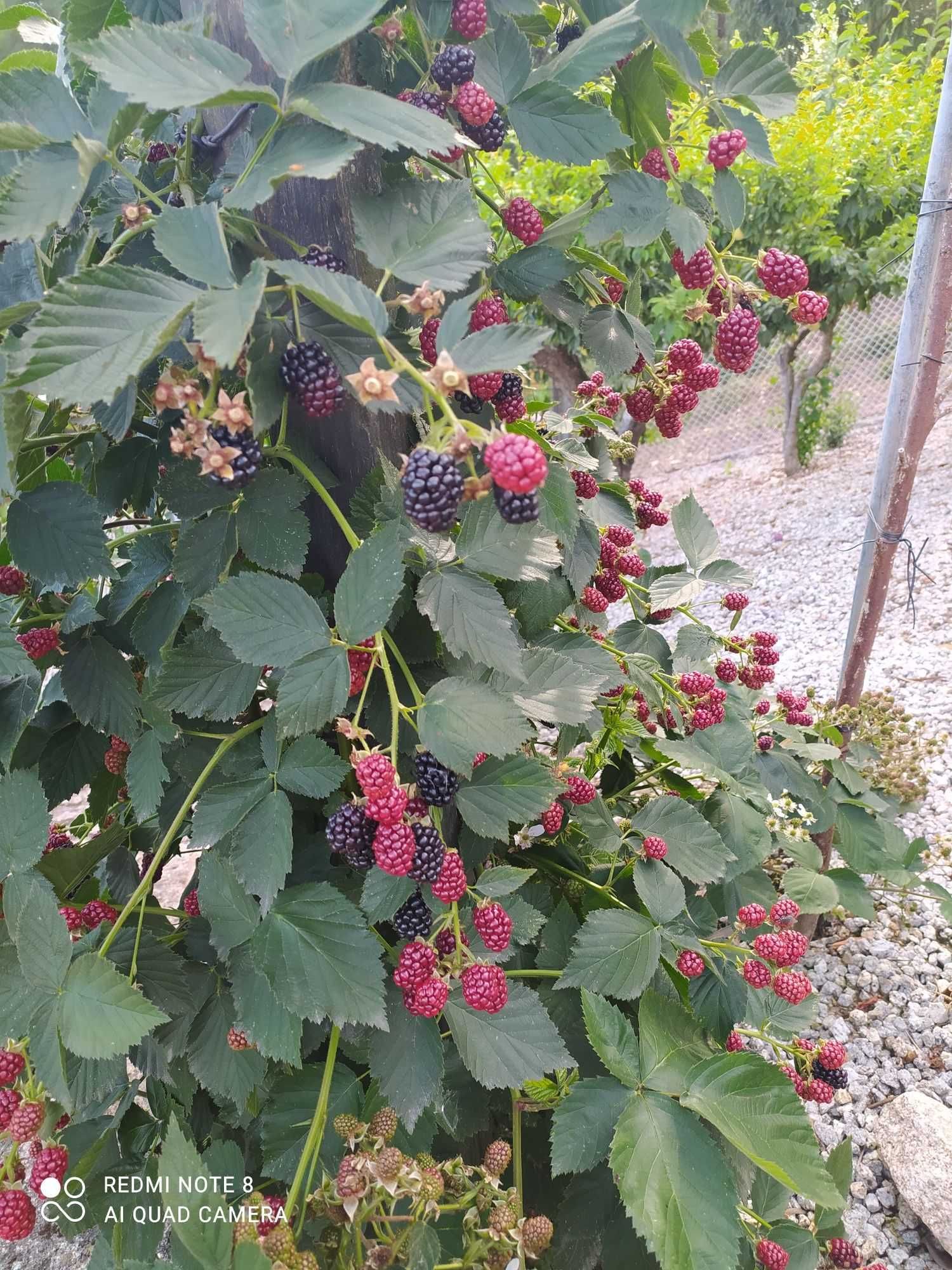 Amora gigante em vaso