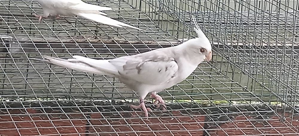 Caturras para criar à mao