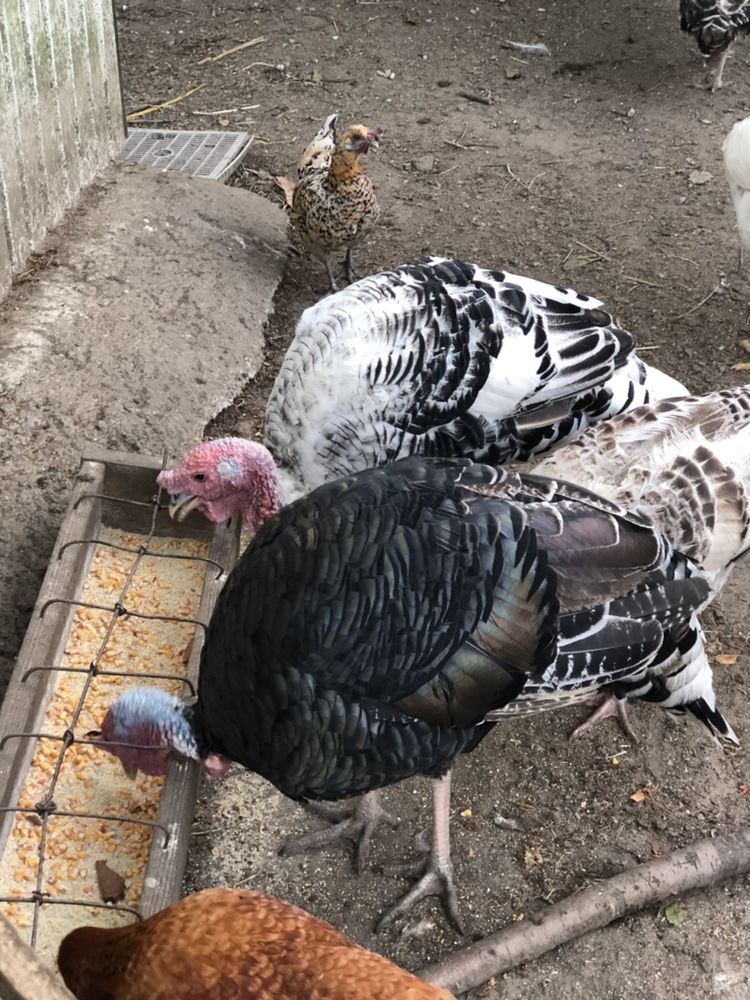 Perus , gansos ,patos ...