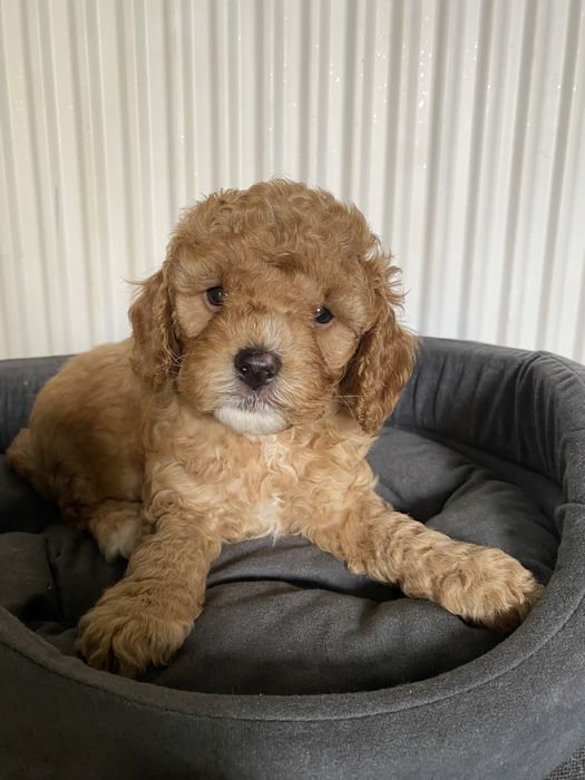 Cavapoo F1B Alex Cavapoo&Pudel miniaturowy