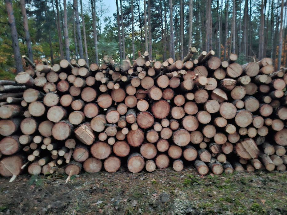 Drewno opałowe sosnowe w wałkach