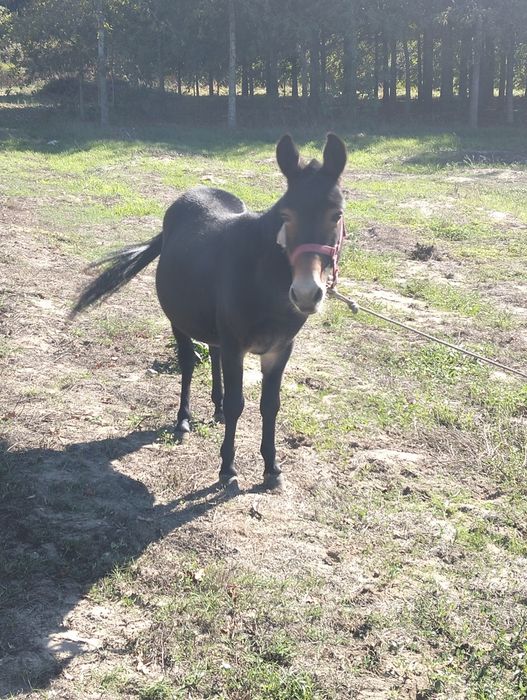 Vendo macho anão