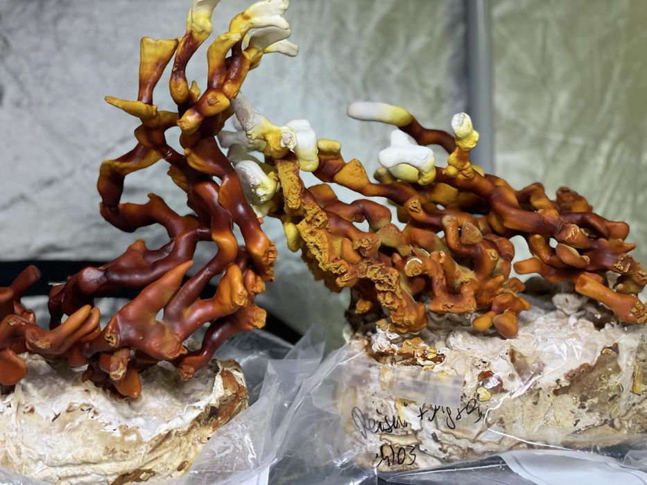 Grzybnia growkit Soplowka jeżowata, Reishi, boczniak