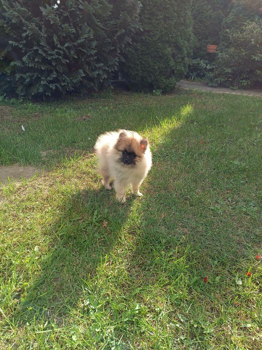 Szczeniak Szpic Pomeranian miniaturowy (chłopak)