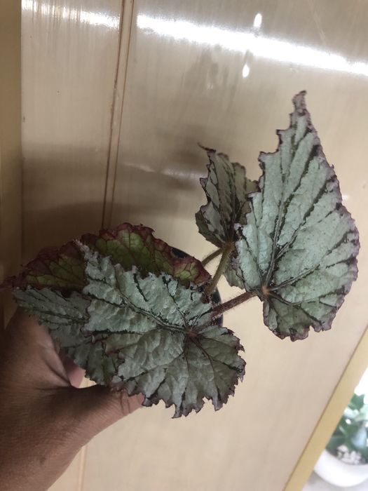 Сингоніуми, сциндаппсуси